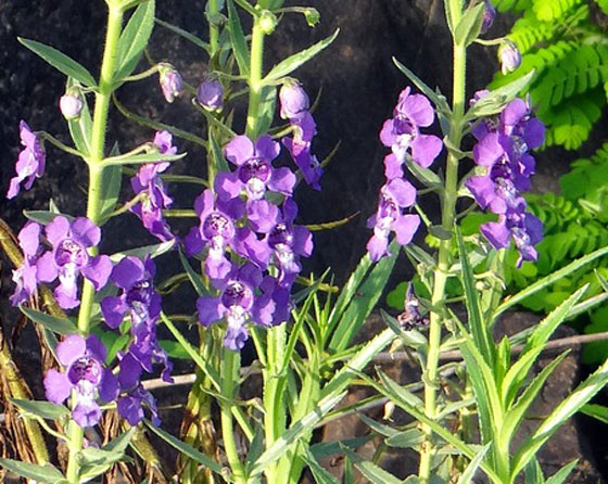 アンゲロニア 季節の花 春から秋まで長く咲く草花 イパネマおやじ イパネマおやじ ハーブとバラ 育てる楽しさは１株から心と風景が豊かになる夢の時間