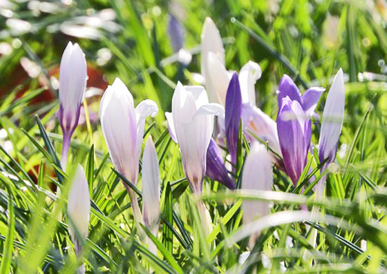 コルチカム 季節の花 サフランに似た美しい花 イパネマおやじ イパネマおやじ ハーブとバラ 育てる楽しさは１株から心と風景が豊かになる夢の時間