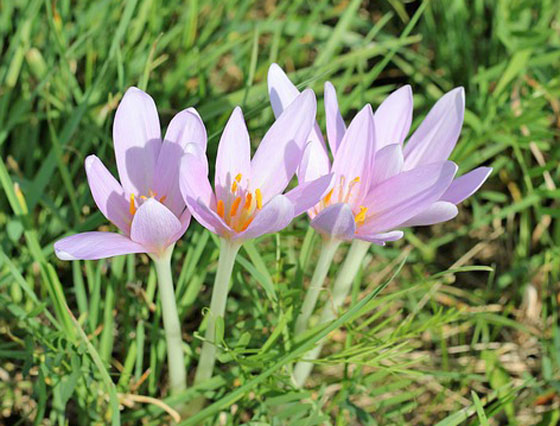 コルチカム 季節の花 サフランに似た美しい花 イパネマおやじ イパネマおやじ ハーブとバラ 育てる楽しさは１株から心と風景が豊かになる夢の時間