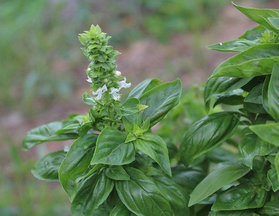 バジルはハーブ植物