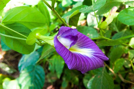 マメ科の植物です