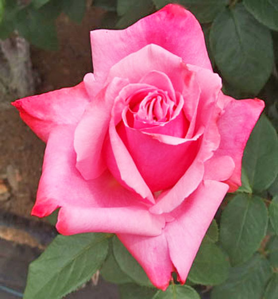 フレンドシップはローズピンク色のバラ
