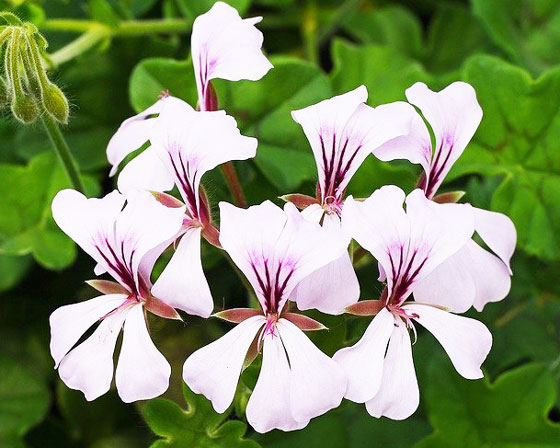 アイビーゼラニウム 季節の花 春 秋まで長い間開花する イパネマおやじ イパネマおやじ ハーブとバラ 育てる楽しさは１株から心と風景が豊かになる夢の時間