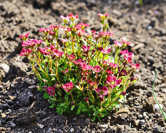 カルミア 季節の花 金平糖のようなツボミが開くとパラソル形の小花が咲く イパネマおやじ イパネマおやじ ハーブとバラ 育てる楽しさは１株から心と風景が豊かになる夢の時間