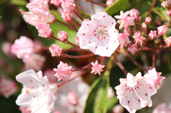 カルミア 季節の花 金平糖のようなツボミが開くとパラソル形の小花が咲く イパネマおやじ イパネマおやじ ハーブとバラ 育てる楽しさは１株から心と風景が豊かになる夢の時間