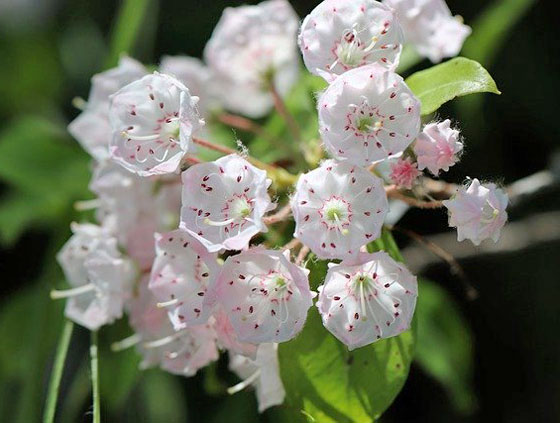 カルミア 季節の花 金平糖のようなツボミが開くとパラソル形の小花が咲く イパネマおやじ イパネマおやじ ハーブとバラ 育てる楽しさは１株から心と風景が豊かになる夢の時間