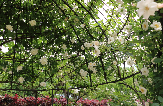 花菜ガーデンの風景