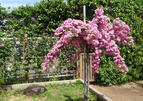 ハウの京成バラ園