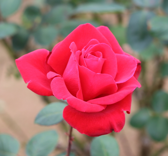 ミリアーナは赤色のバラ