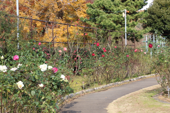 大船植物園のバラ