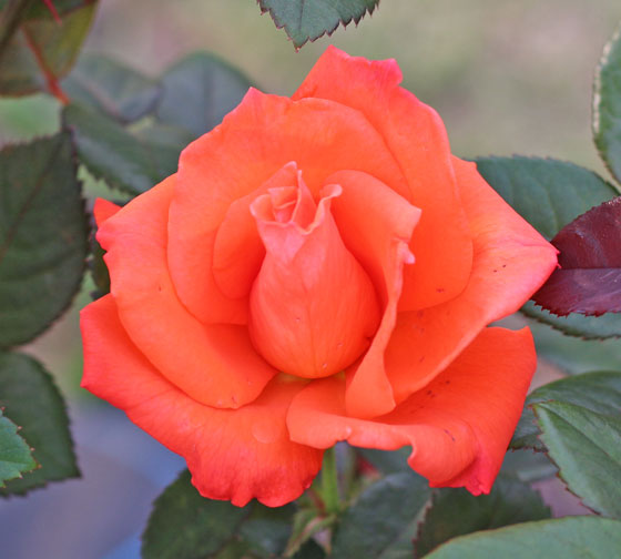 ロクレアはオレンジ色のバラ