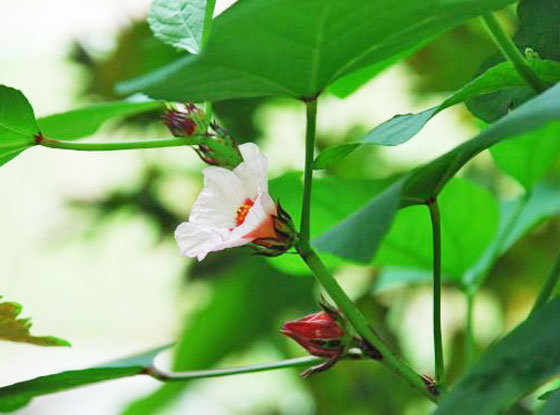 ローゼルはハーブ植物です