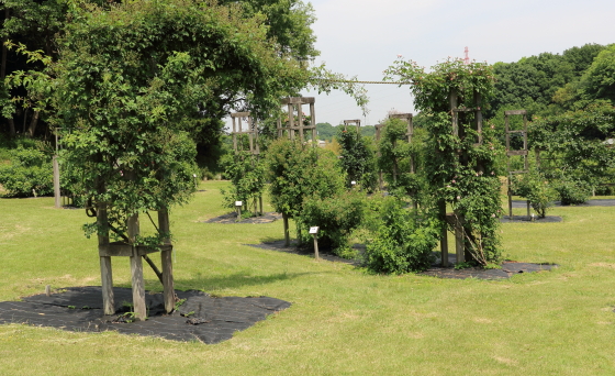 野津田バラ園