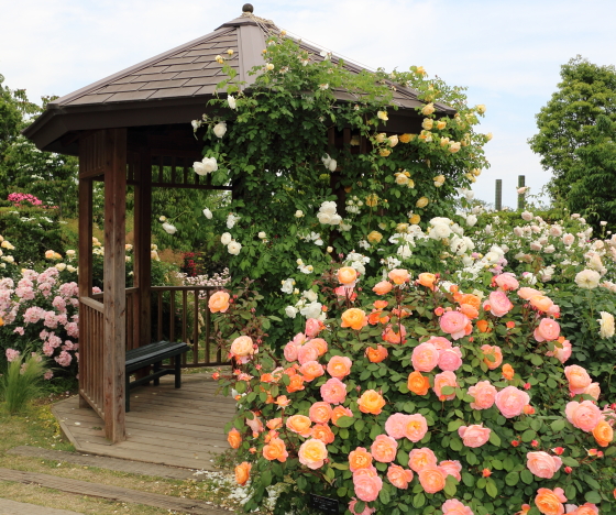 花菜ガーデンの風景