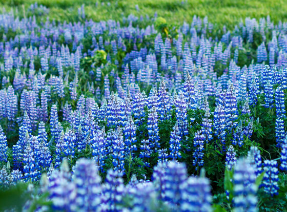 ルピナス 季節の花 秋にタネまきして翌春に開花する イパネマおやじ イパネマおやじ ハーブとバラ 育てる楽しさは１株から心と風景が豊かになる夢の時間