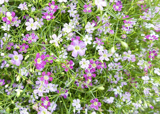 ナデシコ科の草花