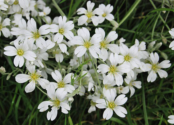 カスミソウ 季節の花 白色の小花を多数咲かせる春の花 イパネマおやじ イパネマおやじ ハーブとバラ 育てる楽しさは１株から心と風景が豊かになる夢の時間