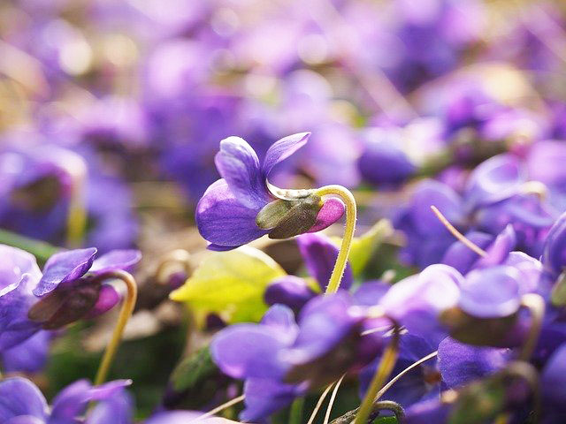 菫は季節の花です