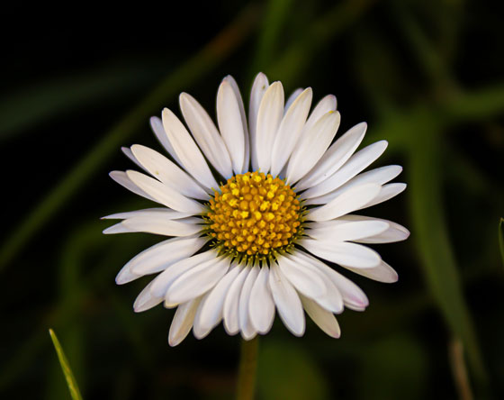 白色の草花