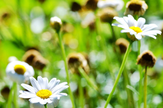 ローダンセマム 季節の花 マーガレットに似た花を咲かせる イパネマおやじ イパネマおやじ ハーブとバラ 育てる楽しさは１株から心と風景が豊かになる夢の時間