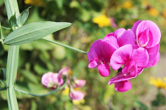 マメ科の草花