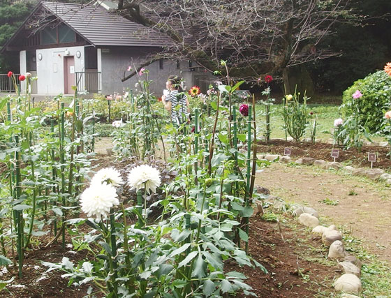 神代植物公園のダリア