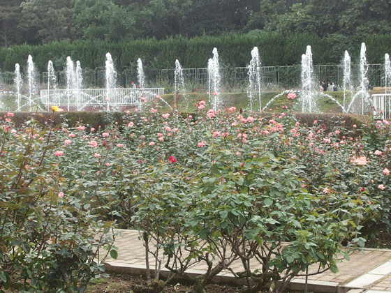 噴水のあるバラ園