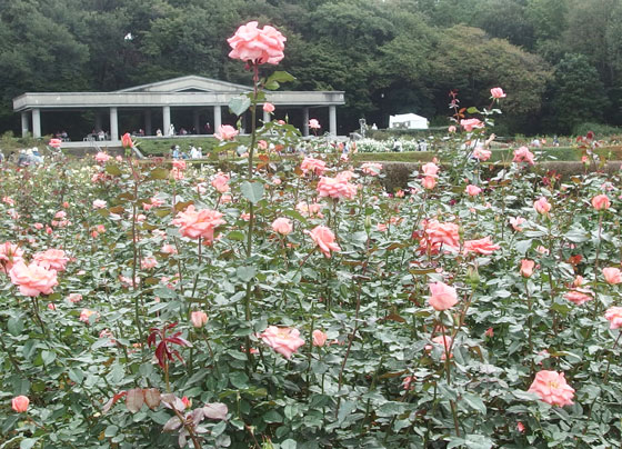 秋バラの咲く風景