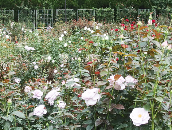 秋バラの咲く神代植物公園