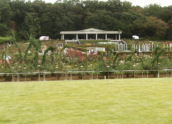 秋の神代植物公園・バラ園