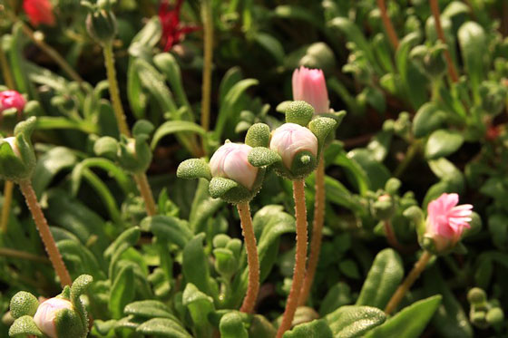 乾燥に強い草花