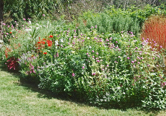 秋の里山ガーデンの草花