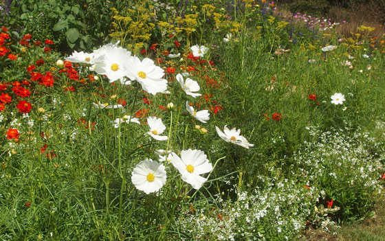 秋の里山ガーデン　草花たち