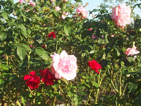 花菜ガーデンの秋バラ