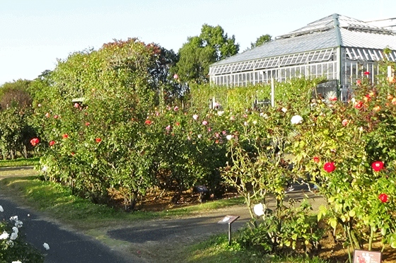 秋の京成バラ園