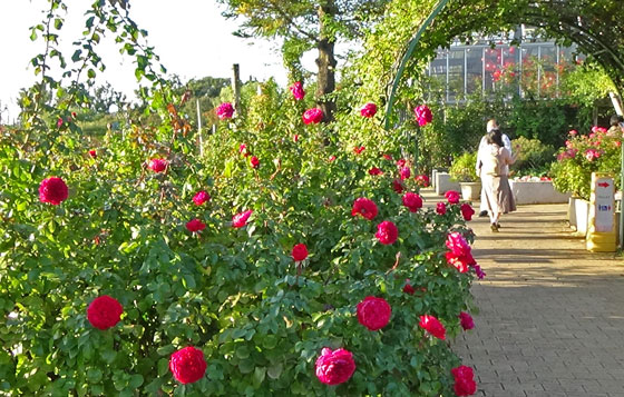 京成バラ園の風景