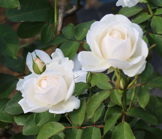 白色のバラ