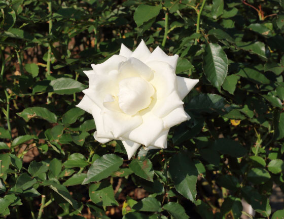 剣弁高芯咲きの白バラ