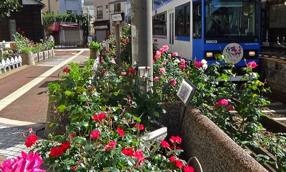 都電荒川線沿線のバラ