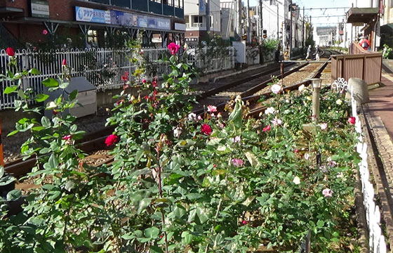 都電荒川線のバラ