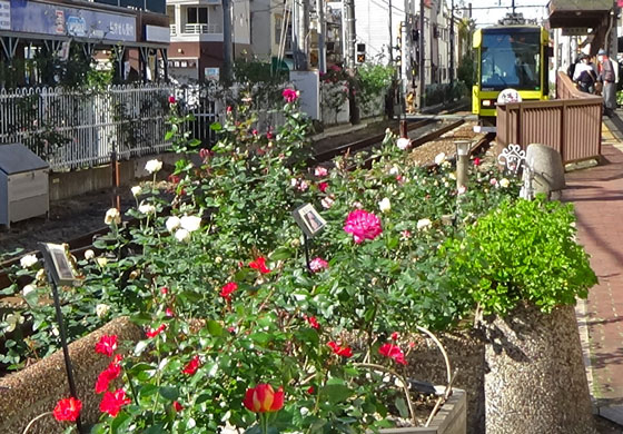 都電荒川線沿線のバラ