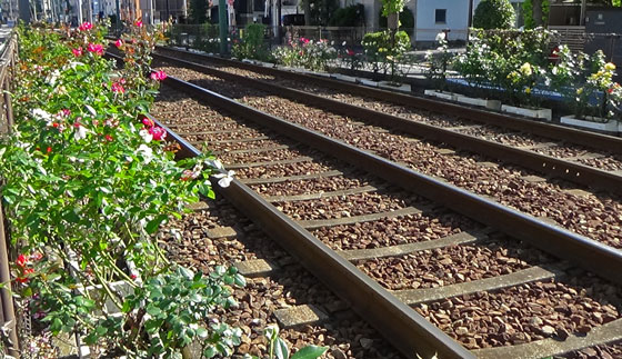 都電荒川線のバラ