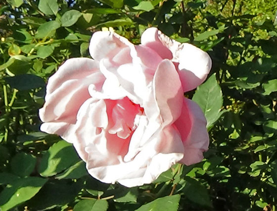 ヘルシューレンはピンク色のバラ