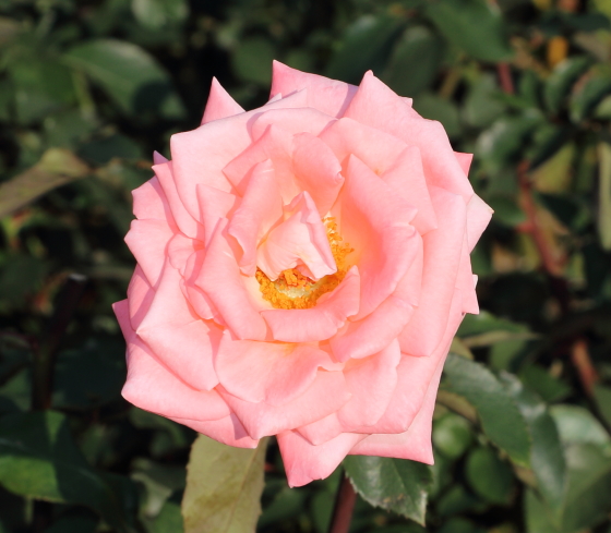 バイオレットカーソンはピンク色のバラ