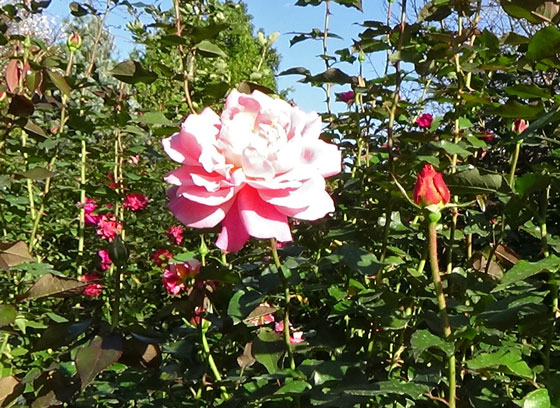 オードリーウィルコックス バラ 濃いピンク色で季節により変化する イパネマおやじ イパネマおやじ ハーブとバラ 育てる楽しさは１株から心と風景が豊かになる夢の時間
