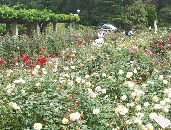 秋のバラ園の風景