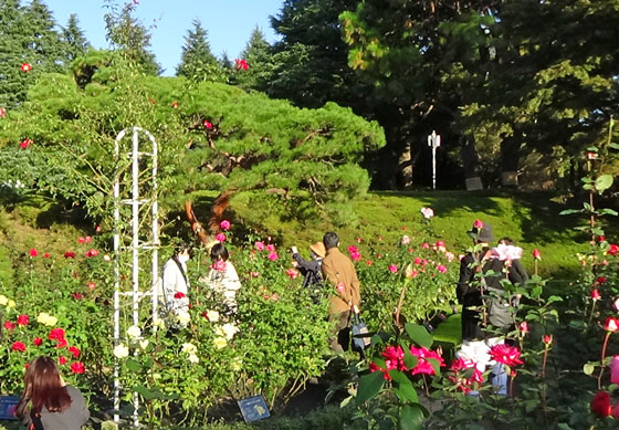 秋バラの咲く風景