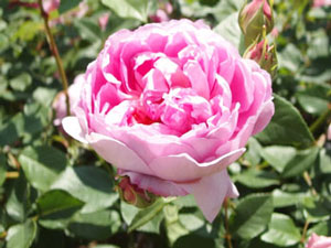 ローズピンク色のバラ