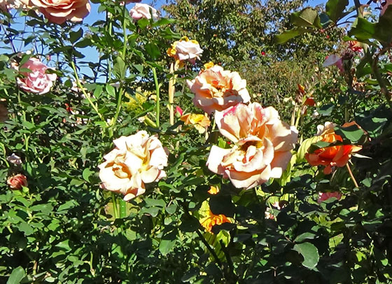 ムスク系の芳香がある