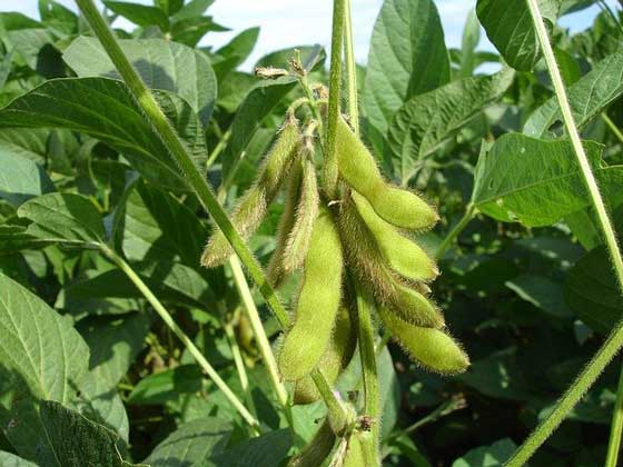 枝豆は人気の夏野菜です
